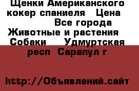 Щенки Американского кокер спаниеля › Цена ­ 15 000 - Все города Животные и растения » Собаки   . Удмуртская респ.,Сарапул г.